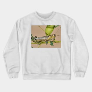 Differential grasshopper (Melanoplus differentialis) Crewneck Sweatshirt